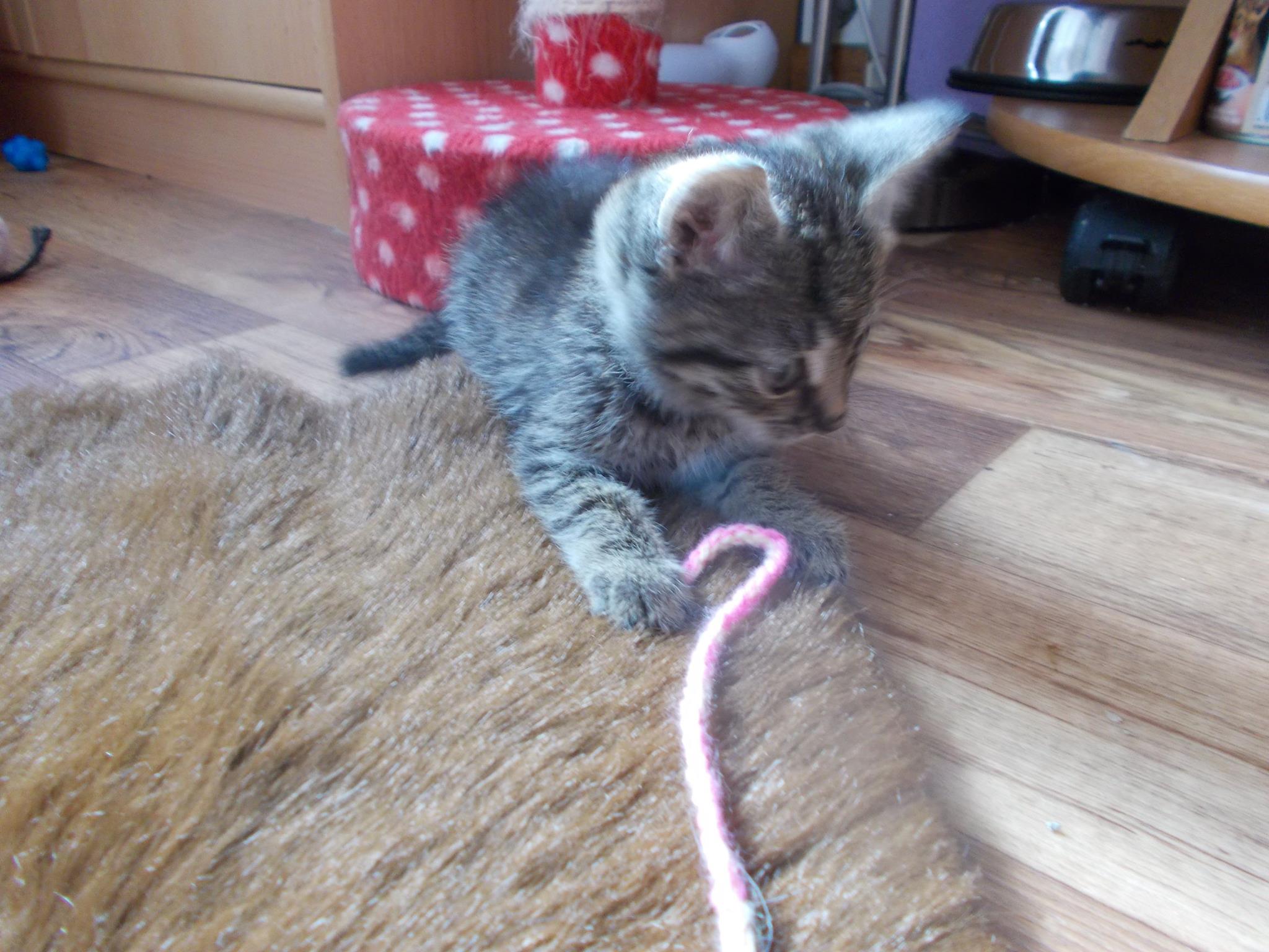 13580608_640208016143805_4717913766479293216_o