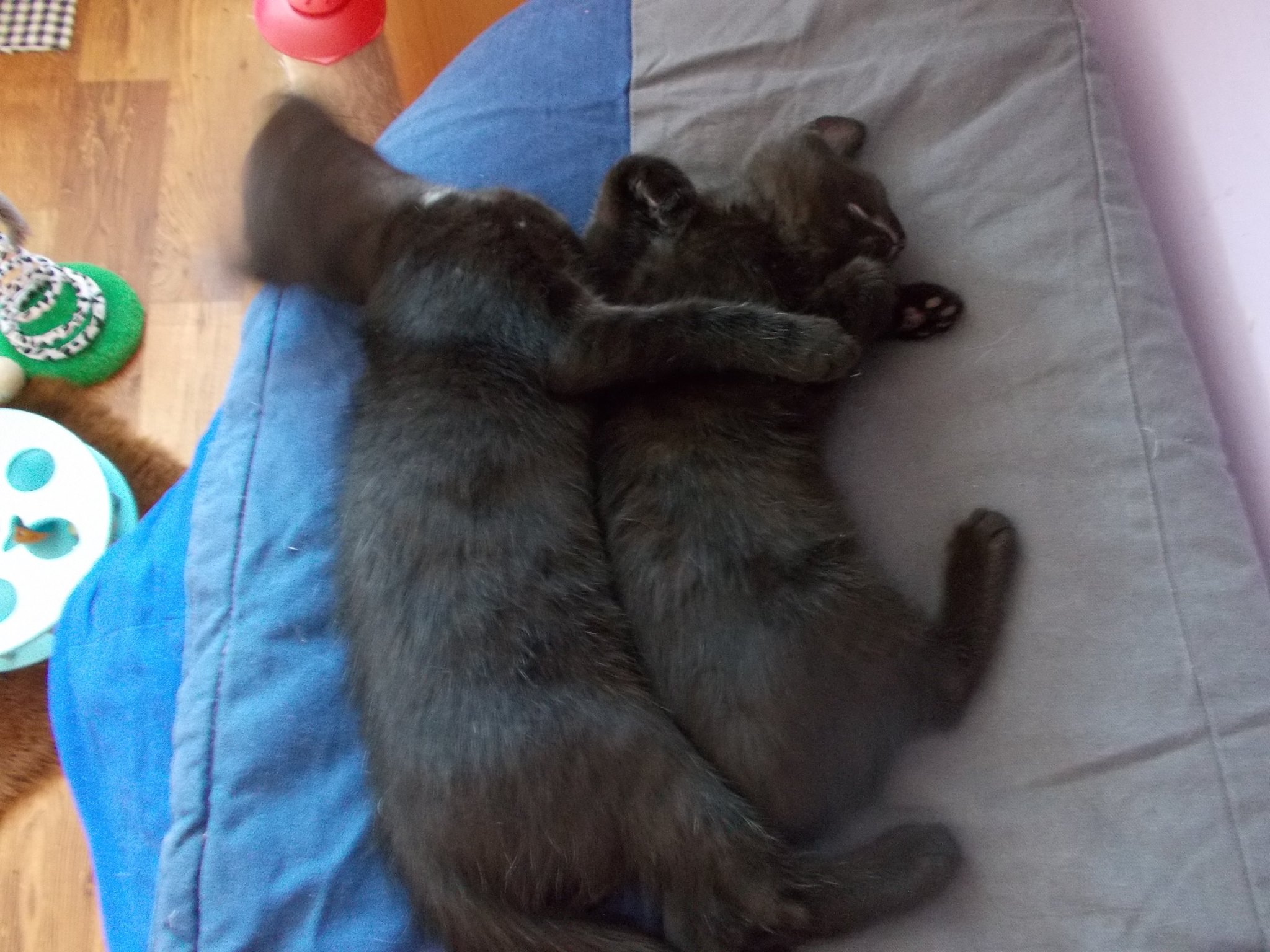 13584645_640207832810490_2503364348883802424_o