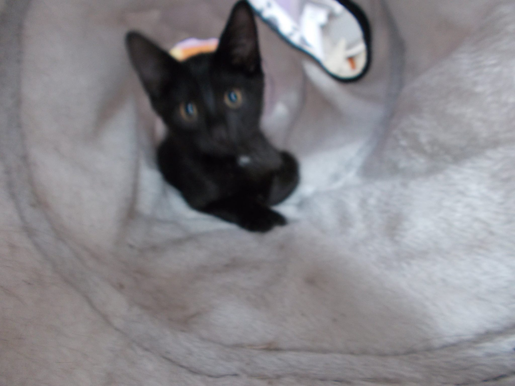 13584701_640207976143809_5047976288082402556_o