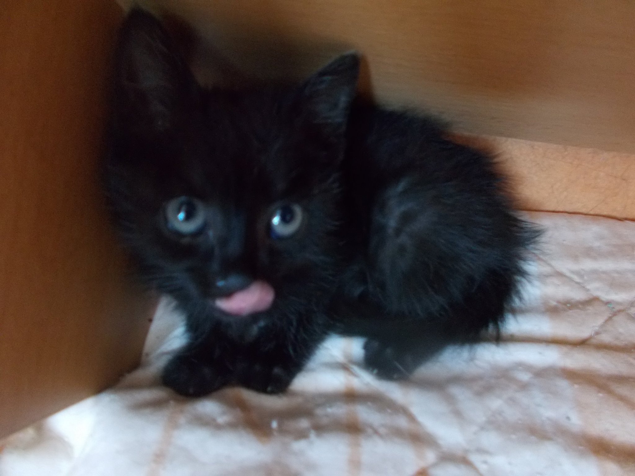 13584868_640207869477153_1521027691114952498_o