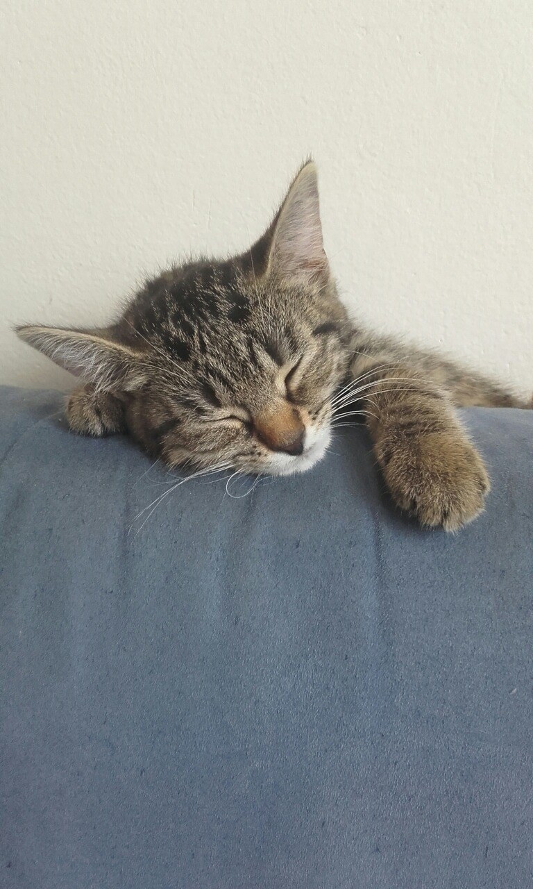 13589238_1272862749393519_1074023601_o