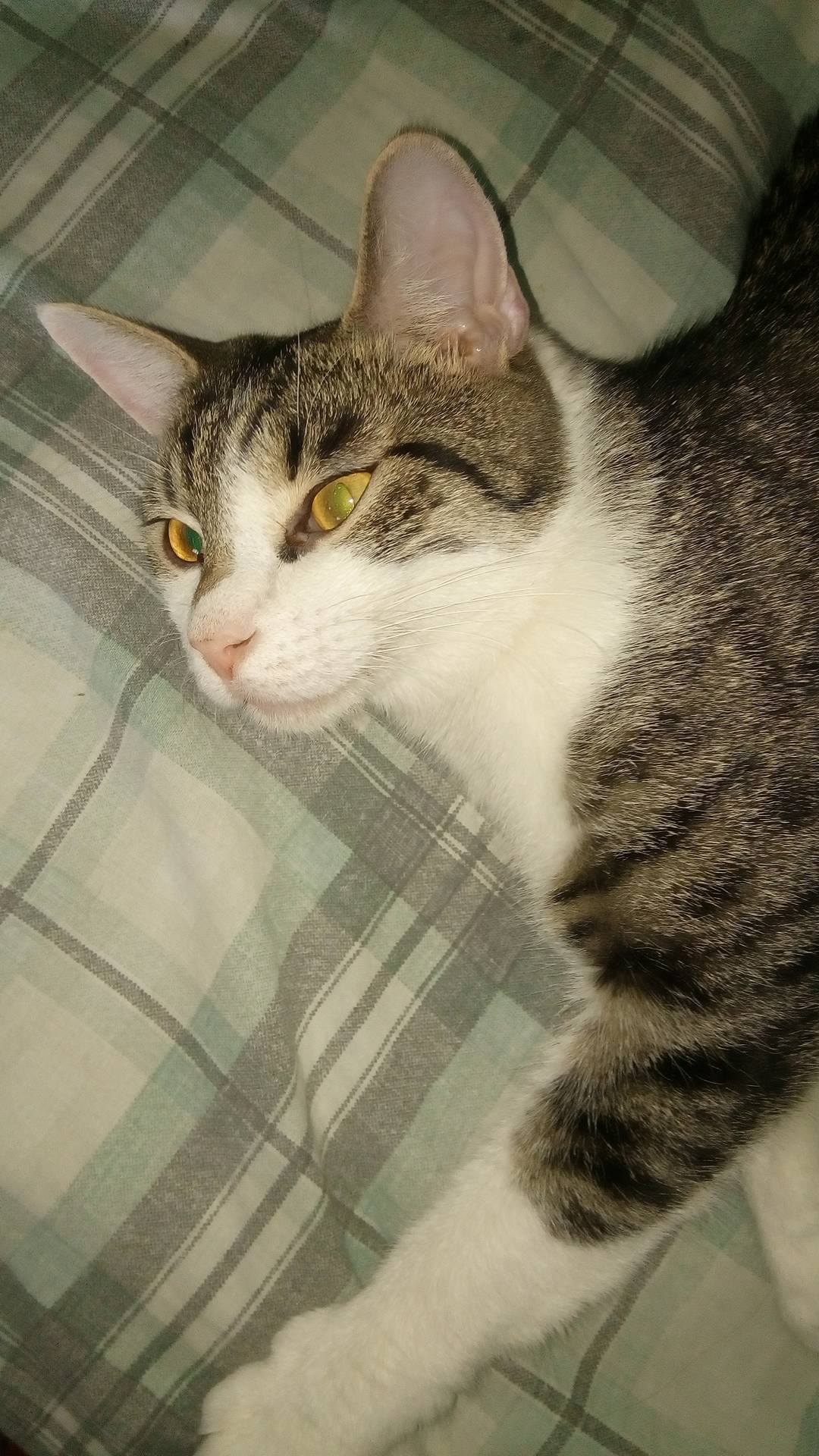 13589260_10204942884612306_5078698_o