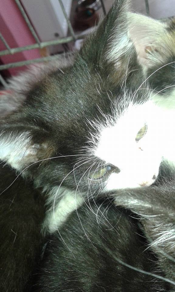 13590226_640857229412217_4860257445926049913_n