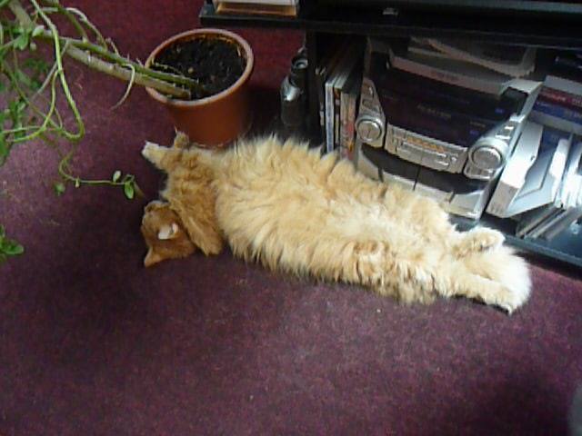 13590354_638598196304787_2197437222820550460_n