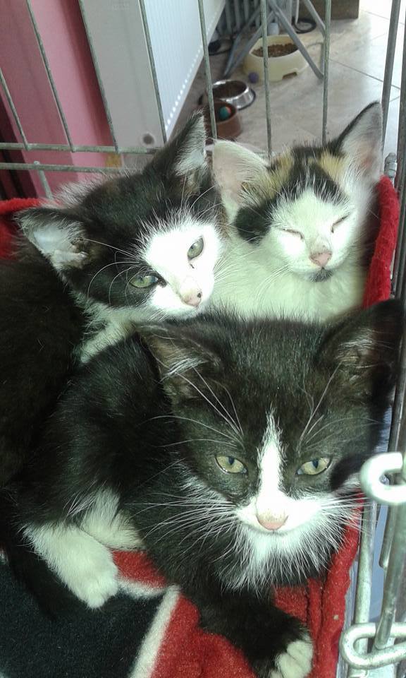 13590431_640857322745541_5458505980601343629_n