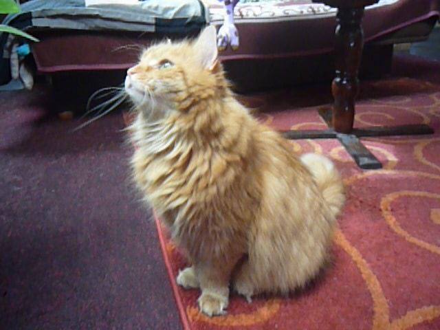 13590460_638598402971433_8320766119617198433_n