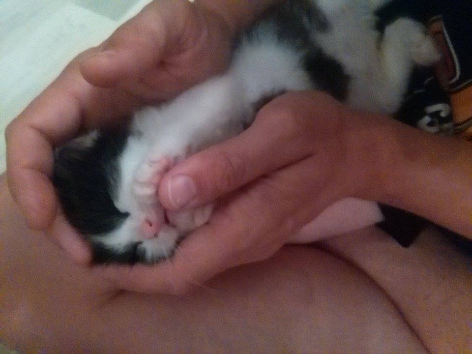 13592175_638480466316560_5129557752541546772_n