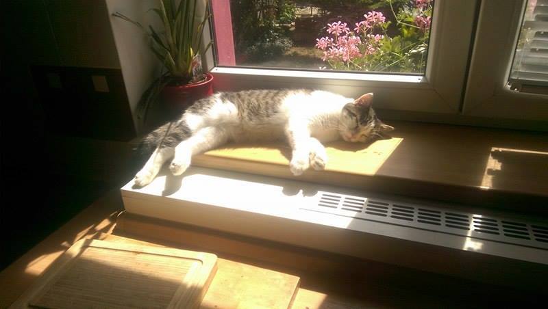 13592279_642416799256260_1770015635405394063_n