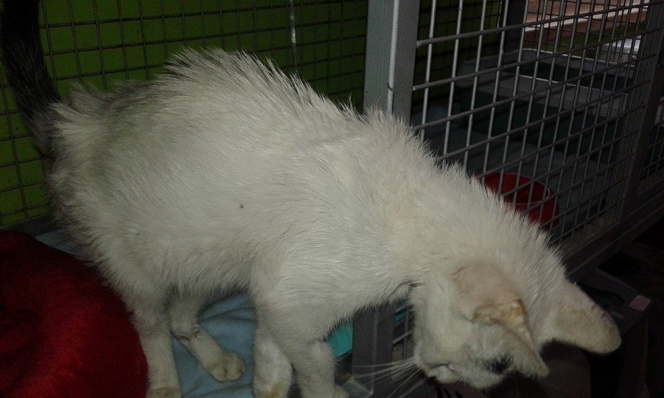 13592432_641241906040416_2297673870166326556_n