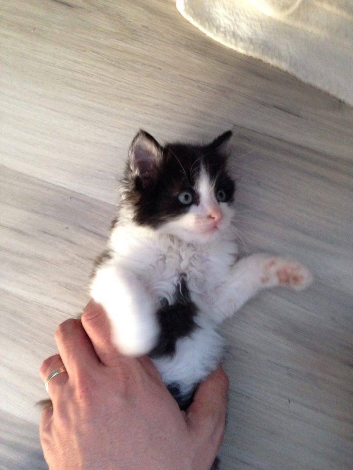 13592650_641143646050242_8049932009074916831_n