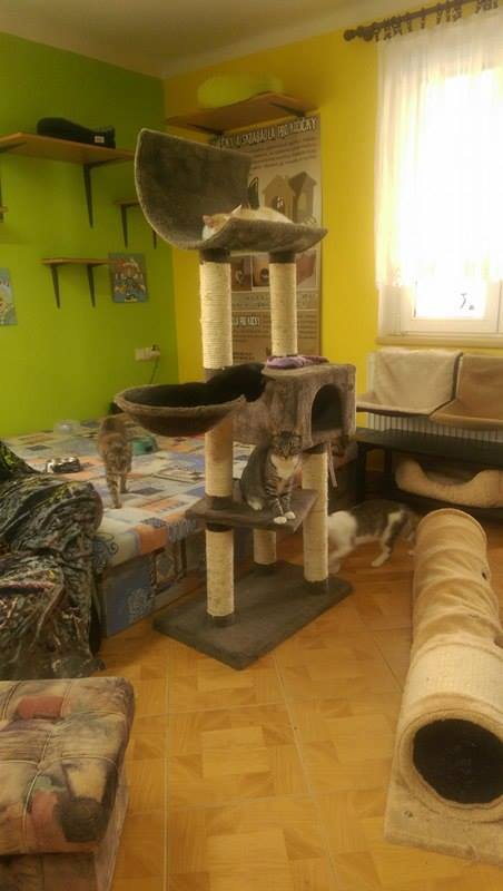 13592728_642416445922962_692130916621062177_n