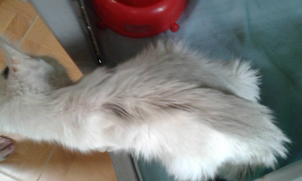 13592763_641241462707127_6673246271977164189_n