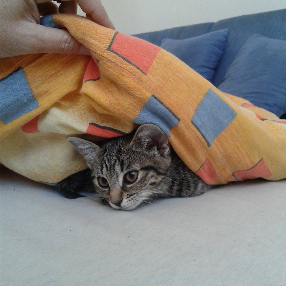 13595417_1272863389393455_563568551_n