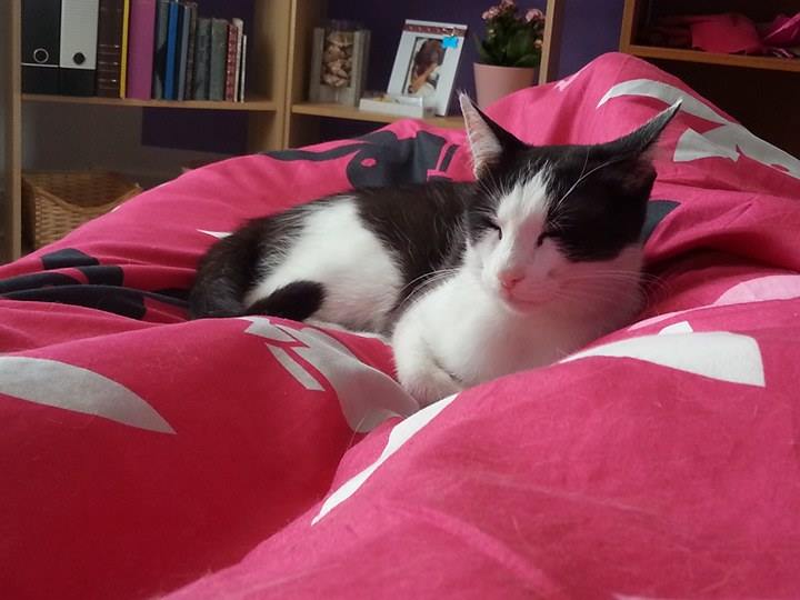 13595547_10205393780198802_1479212527_n