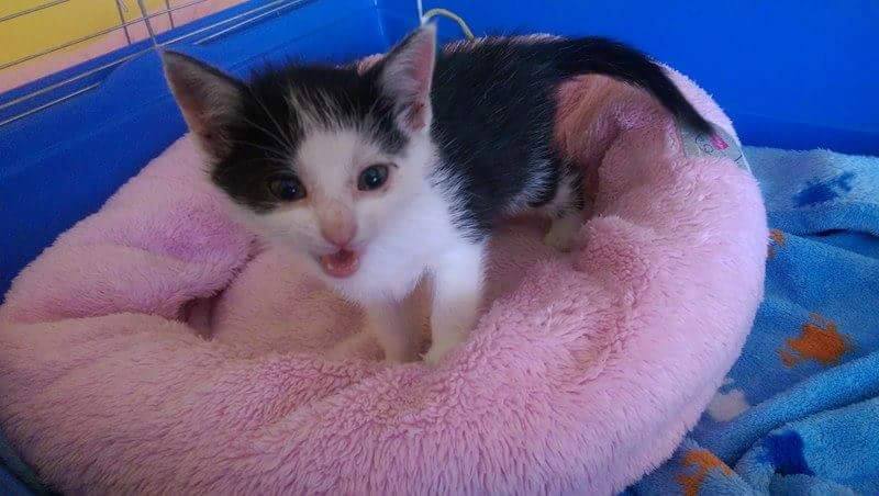 13599765_640079229490017_3500805785681556861_n