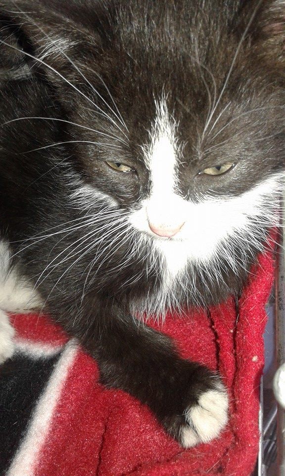 13599838_640857072745566_5287031922245082634_n