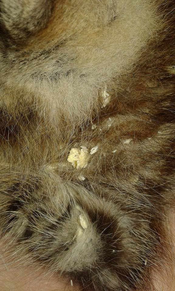 13599849_640435179454422_3427359687872699913_n