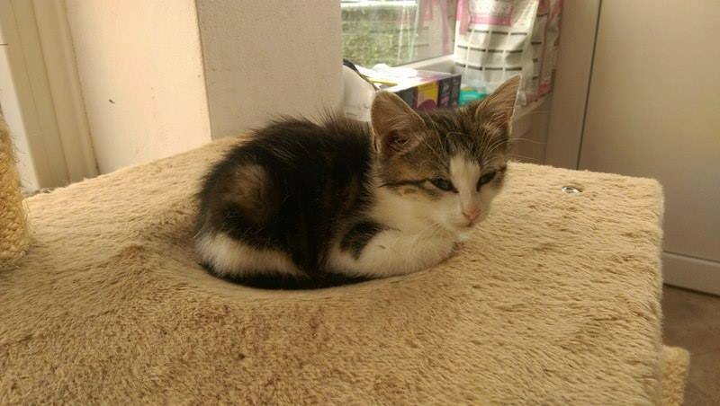 13600041_642416752589598_7895749917855610747_n