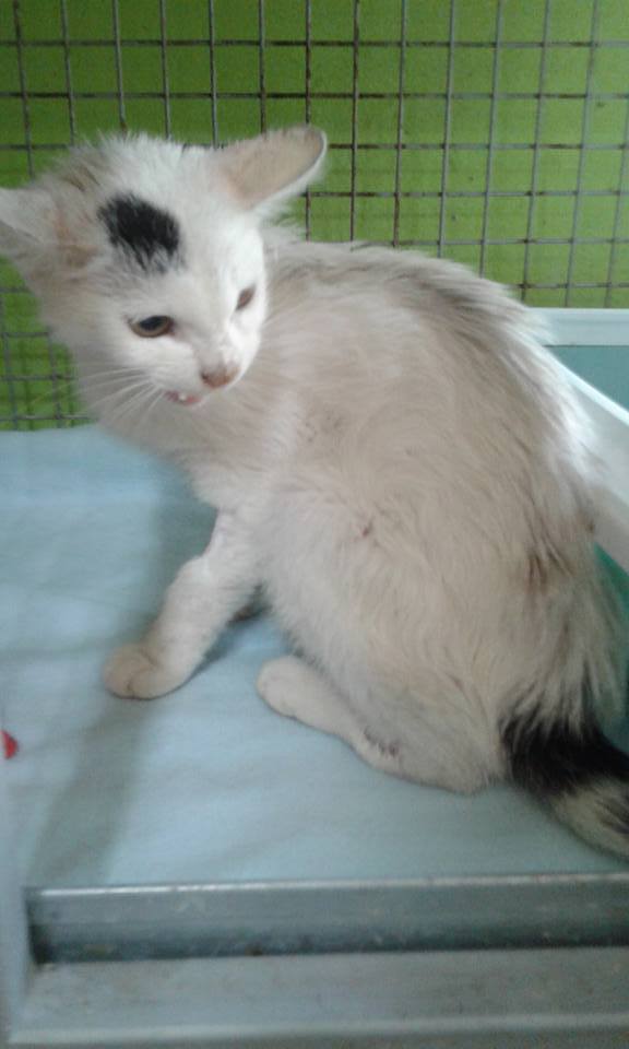 13600158_641241409373799_7155799860954402578_n