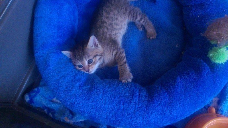 13600340_642416675922939_5959193900866903420_n