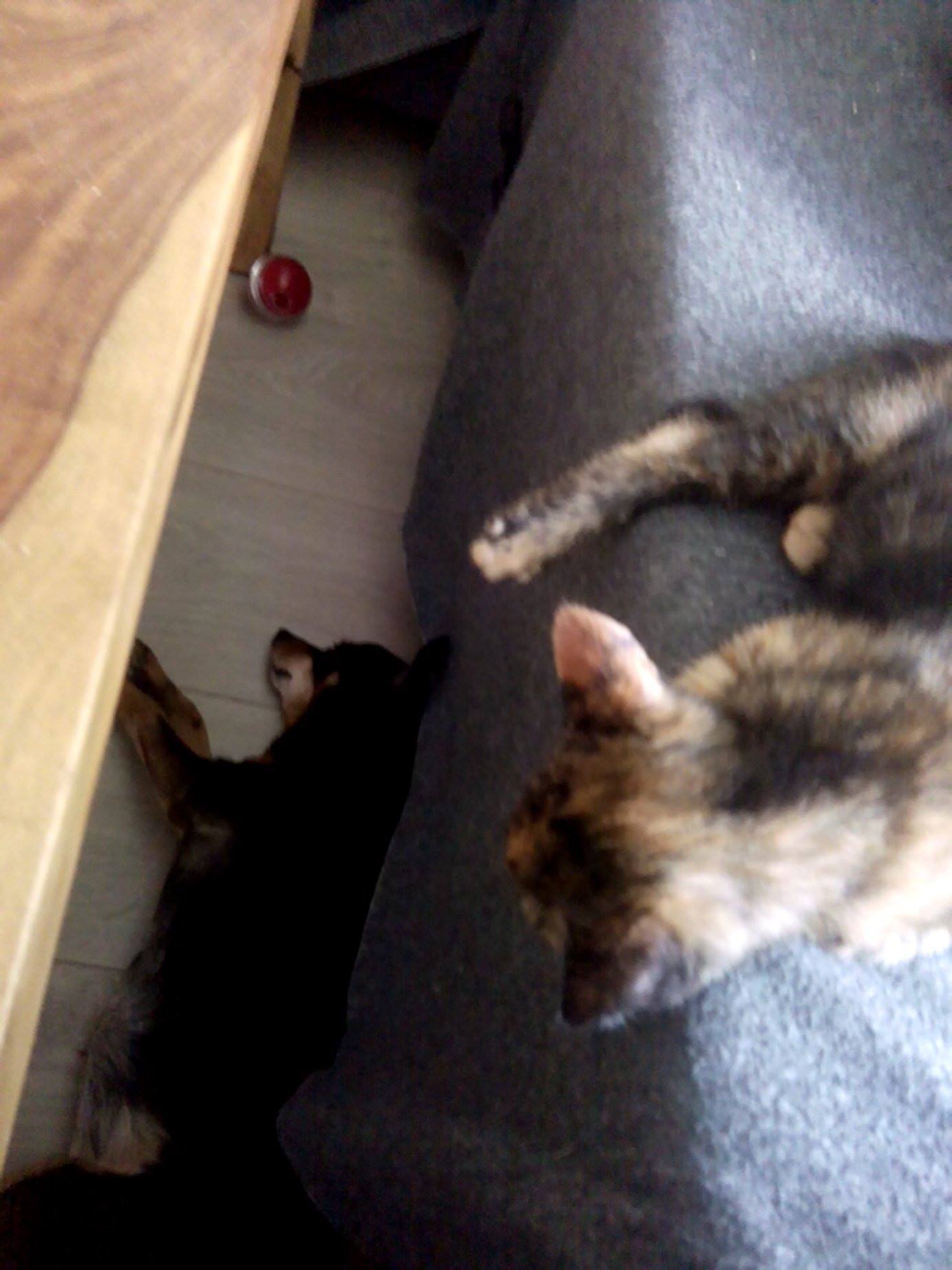 13603388_642031875961419_2897388770513000328_o