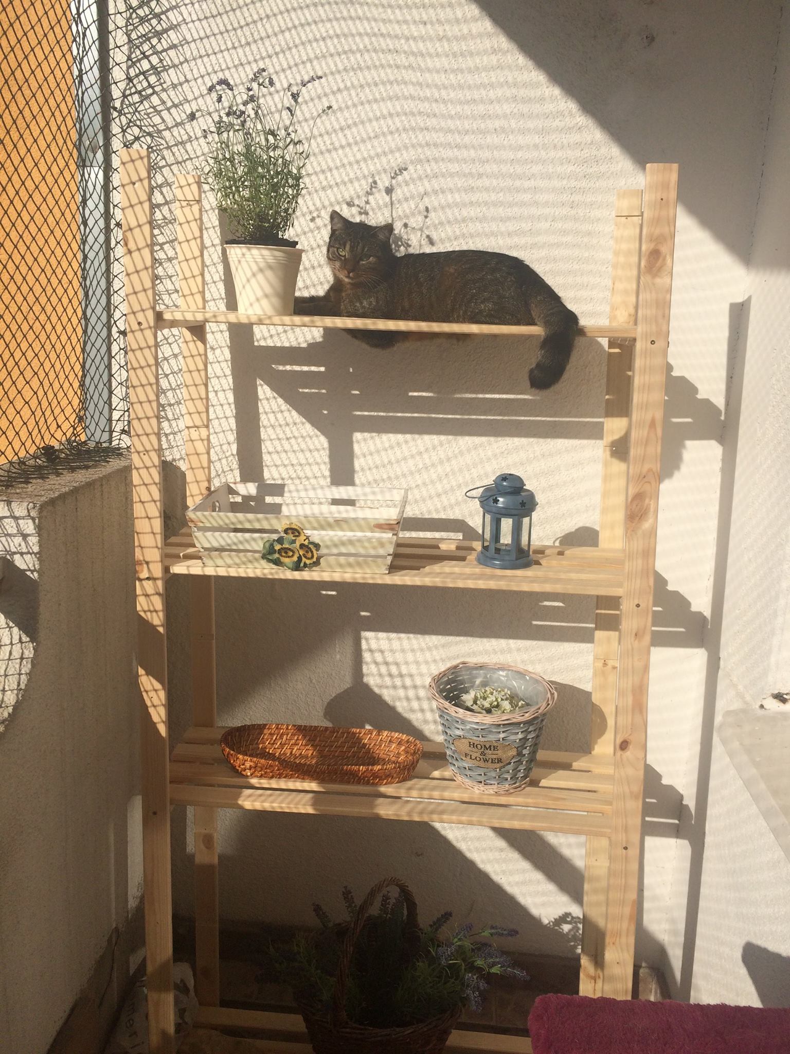 13603402_640373296127277_1886333026548342259_o