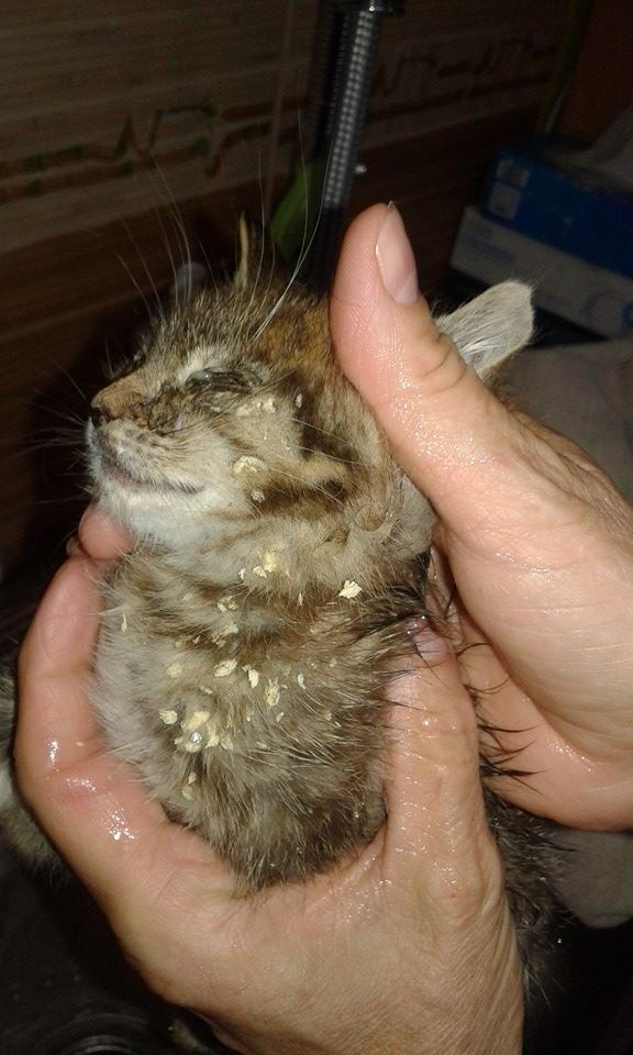 13606430_640435609454379_6862567870841590865_n