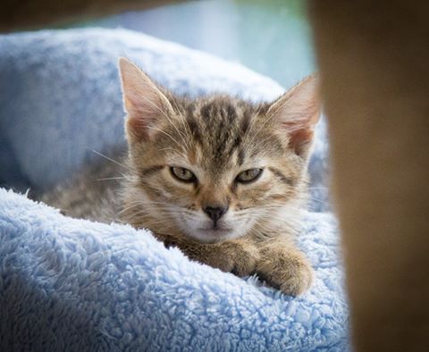 13606544_642412245923382_8146371116333350806_n