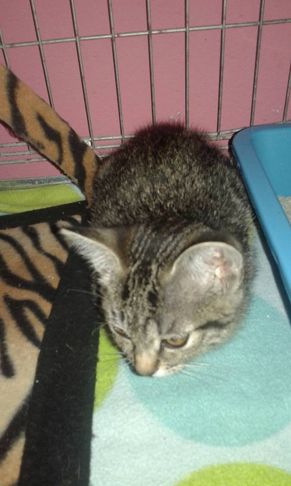 13606631_639555412875732_7929924471876557461_n