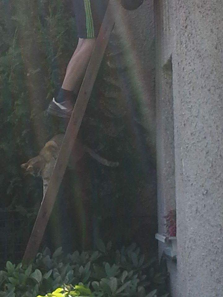 13606648_642807745883832_2358142174593623316_n