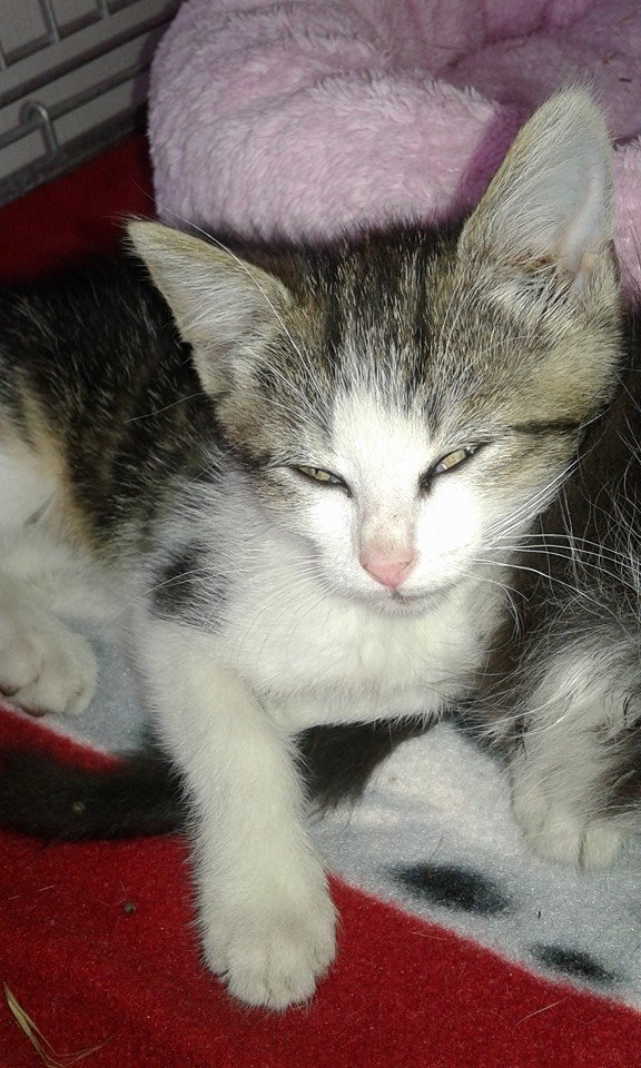 13606776_640856839412256_3194035632973393787_n