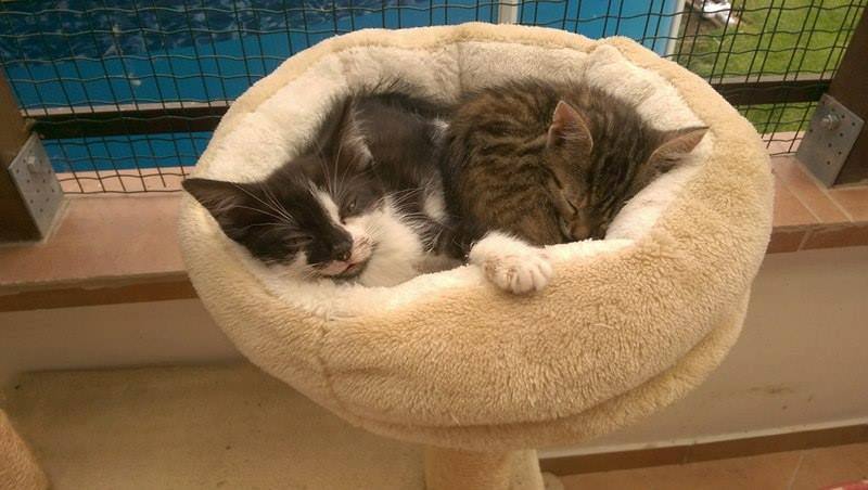 13606887_642416599256280_3584819420969740922_n