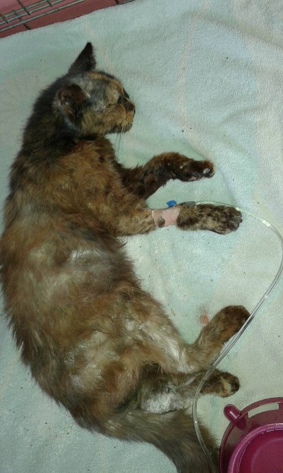 13606890_643028649195075_5401357504352310748_n