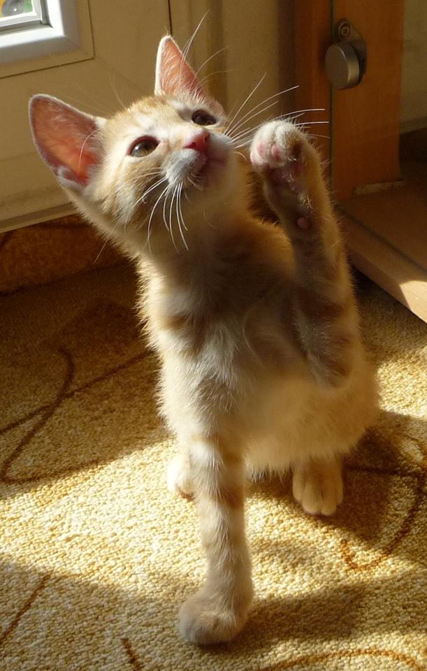 13612131_643434695821137_5618711224911454933_n