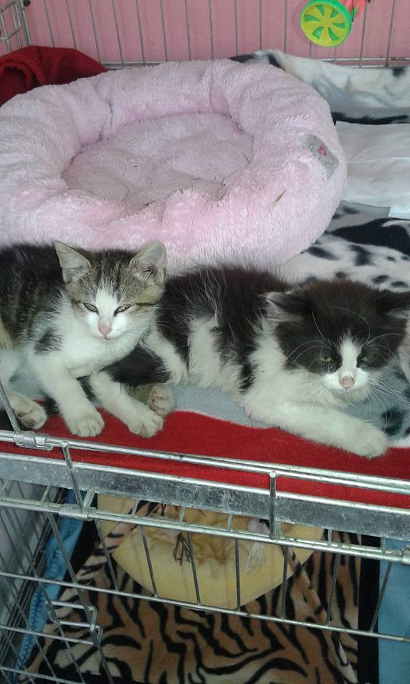 13612191_640857376078869_621567089764882400_n