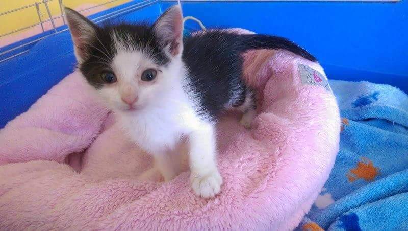 13612308_640079262823347_1727855656072386236_n