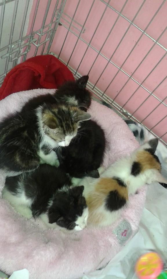 13612327_640856506078956_3230414591806380135_n