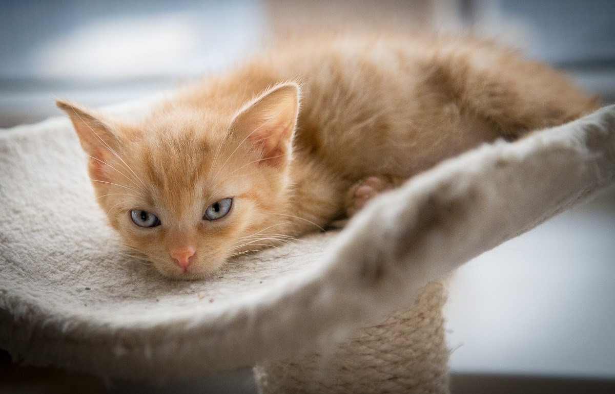 13613236_642412312590042_8250704867739392921_o