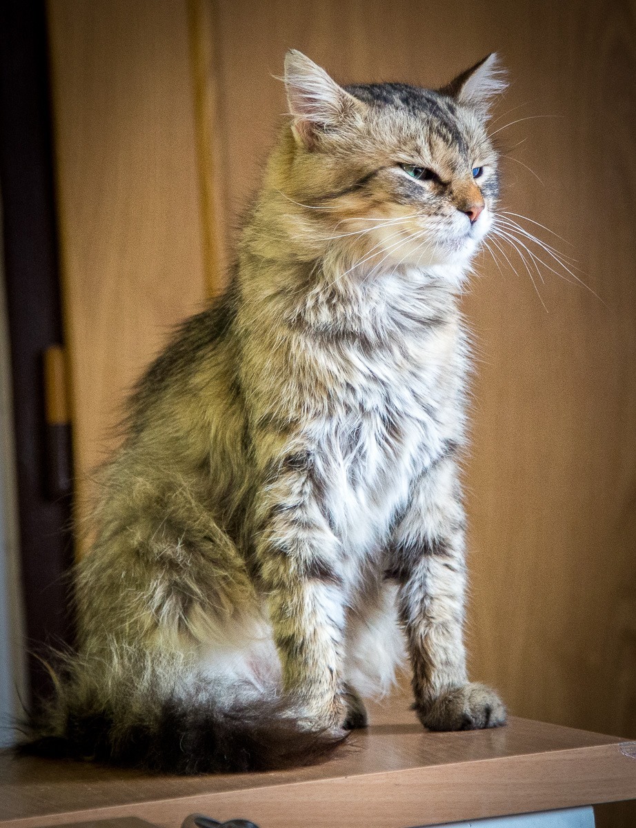 13613293_642412435923363_5786360763331073316_o