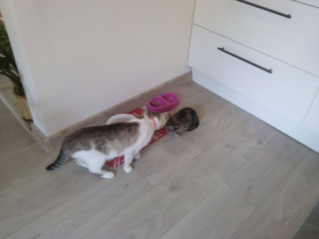 13613488_642031832628090_8311382863749409784_o