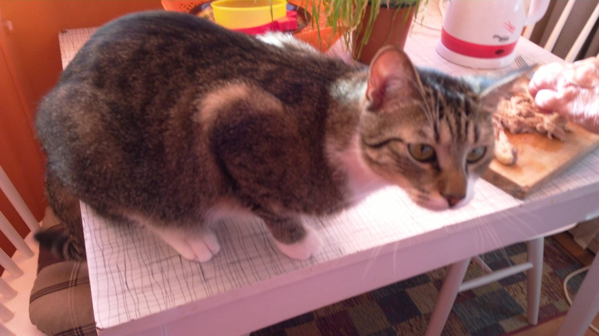 13613642_642503145914292_902193832085374127_o