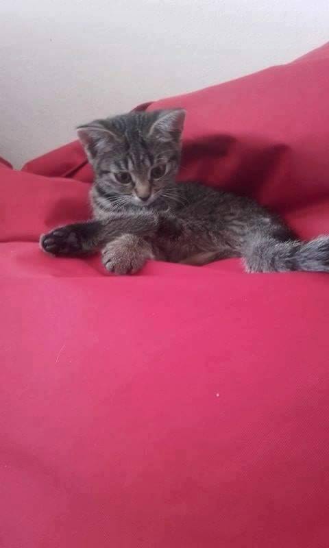 13615055_640025149495425_4988068913549239697_n