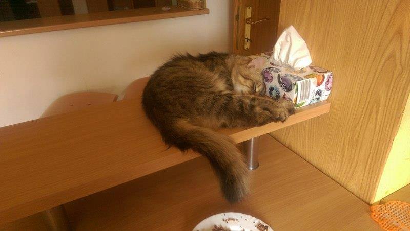 13615297_642416809256259_660854264588641498_n