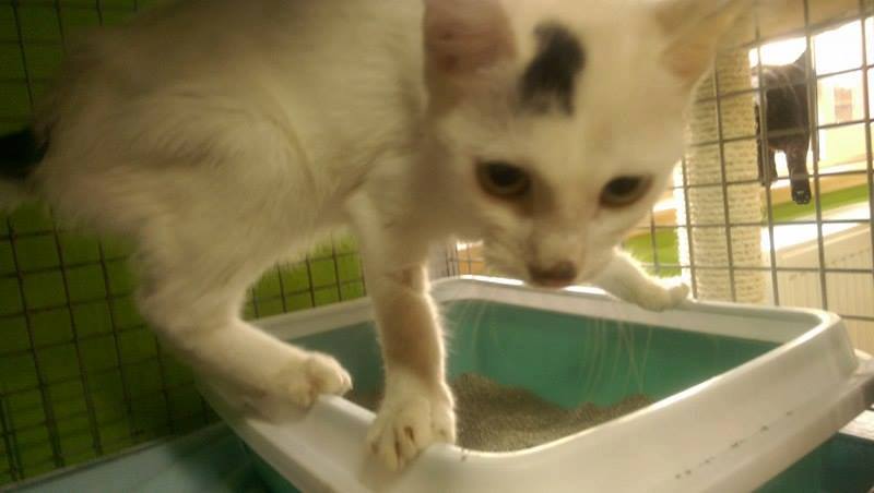 13615338_642416579256282_3368665567950868895_n