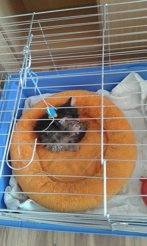 13615416_642367162594557_2698745060029656531_n