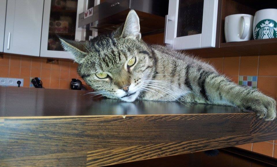 13618112_558953794283502_1300350940_n