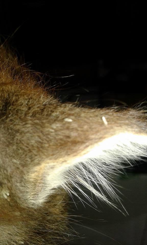 13619827_640435302787743_3084459020946677546_n