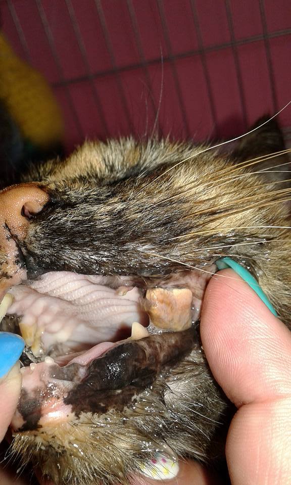 13619910_643028705861736_5938468093738405363_n