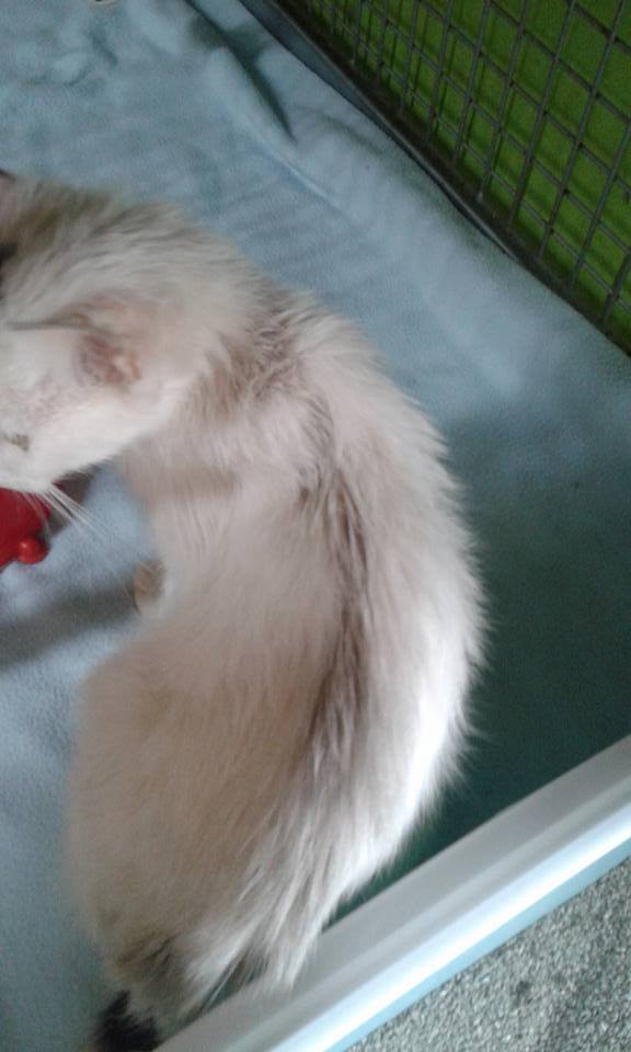 13619950_641241476040459_2476065109326277112_n