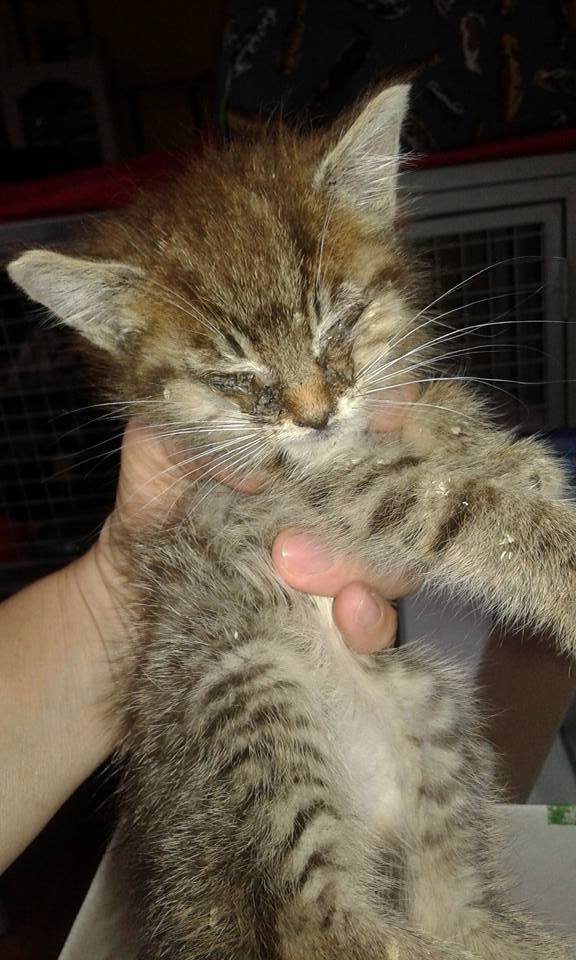 13620203_640435072787766_8219757699582403651_n